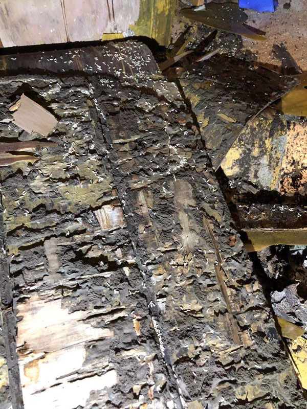 滅白蟻現場(圖6)